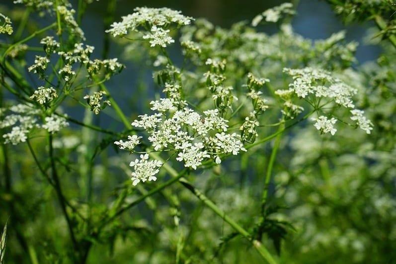 Conium maculatum Flores más peligrosas