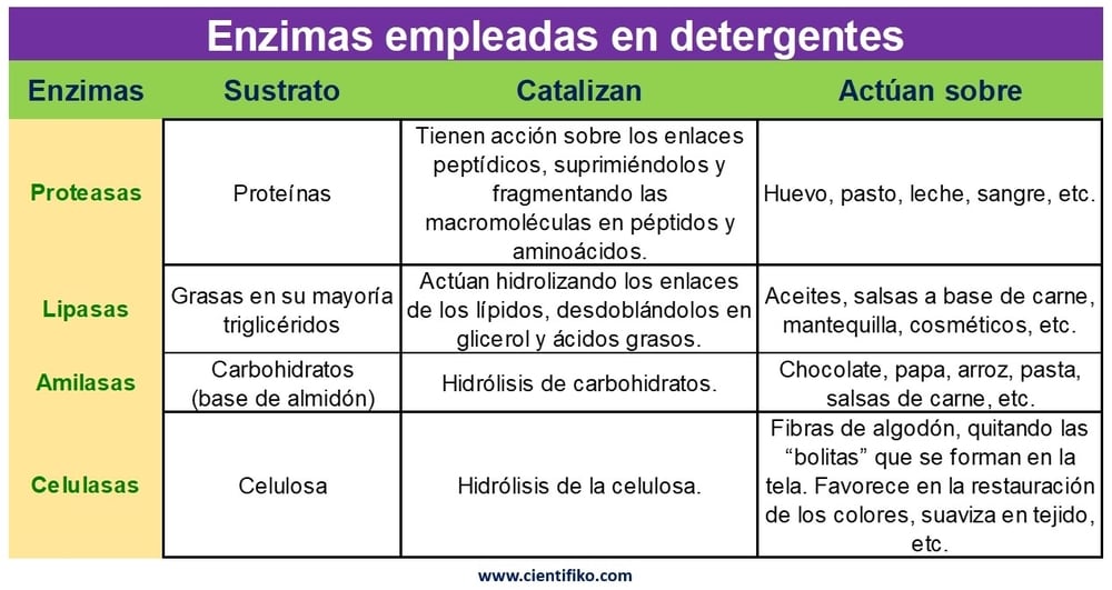 Enzimas en los detegentes