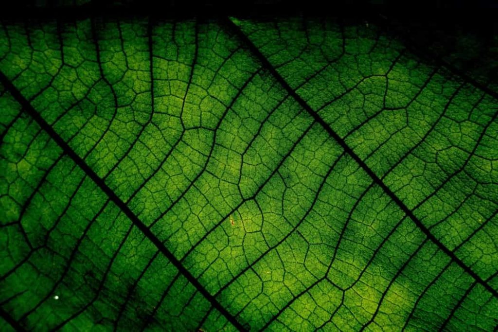 Hechos fascinantes sobre la fotosintesis