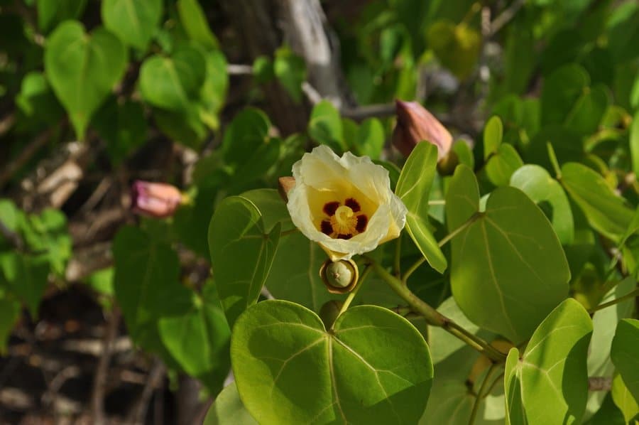 Hippomane mancinella Flores más peligrosas