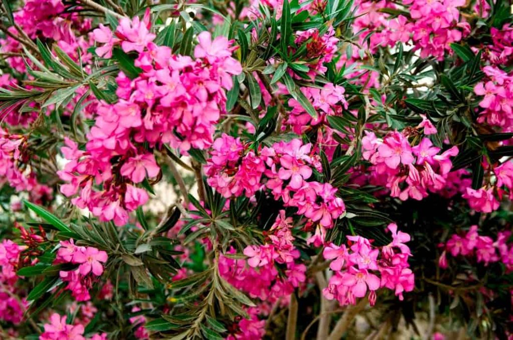 Nerium oleander flores más peligrosas