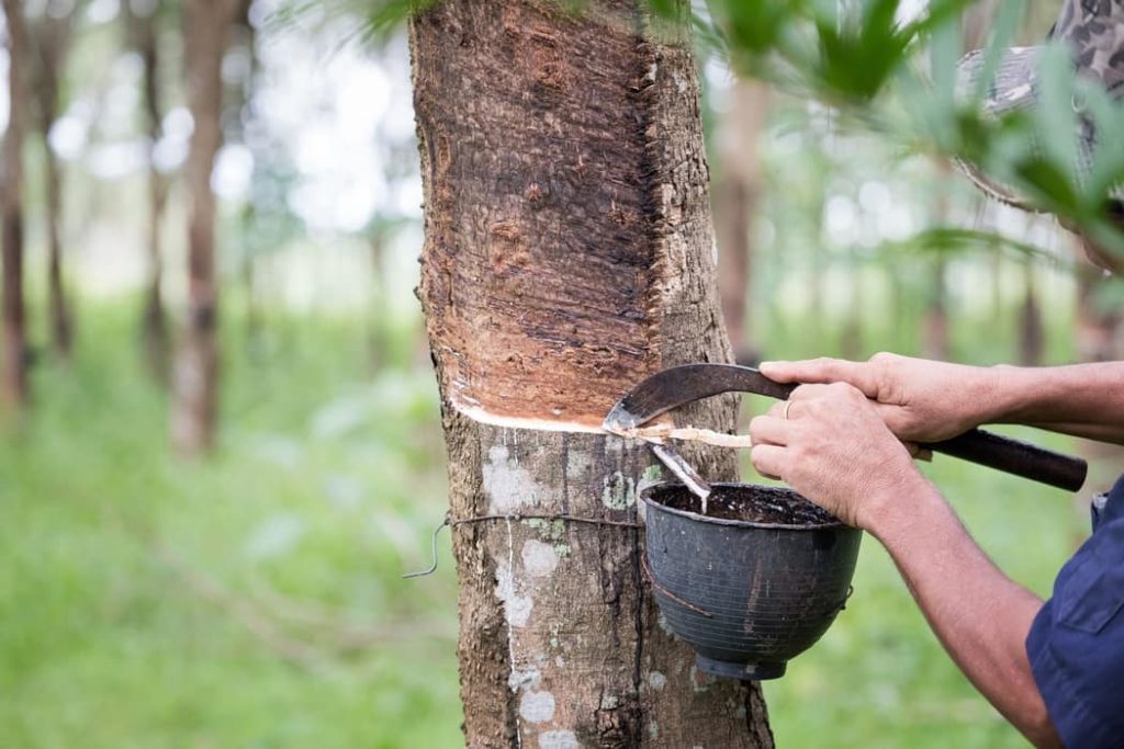 Plantas que producen látex