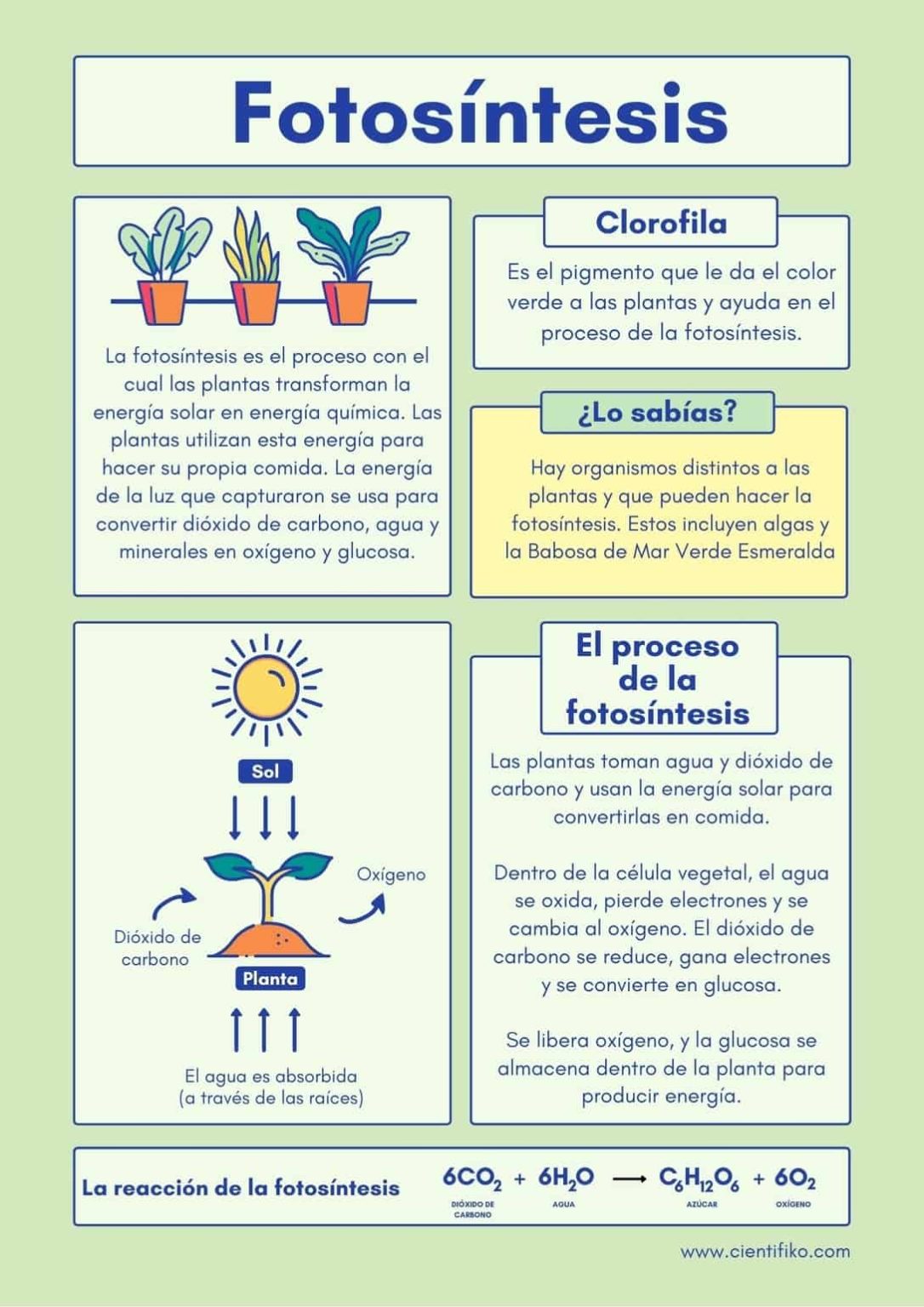 Conceptos clave sobre la fotos ntesis