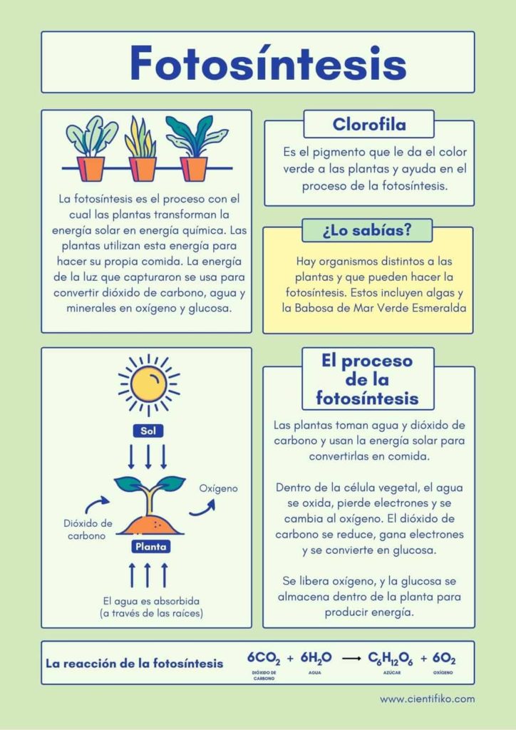 Proceso de la Fotosintesis