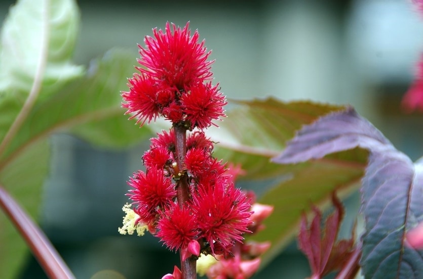 Ricinus communis Flores más peligrosas