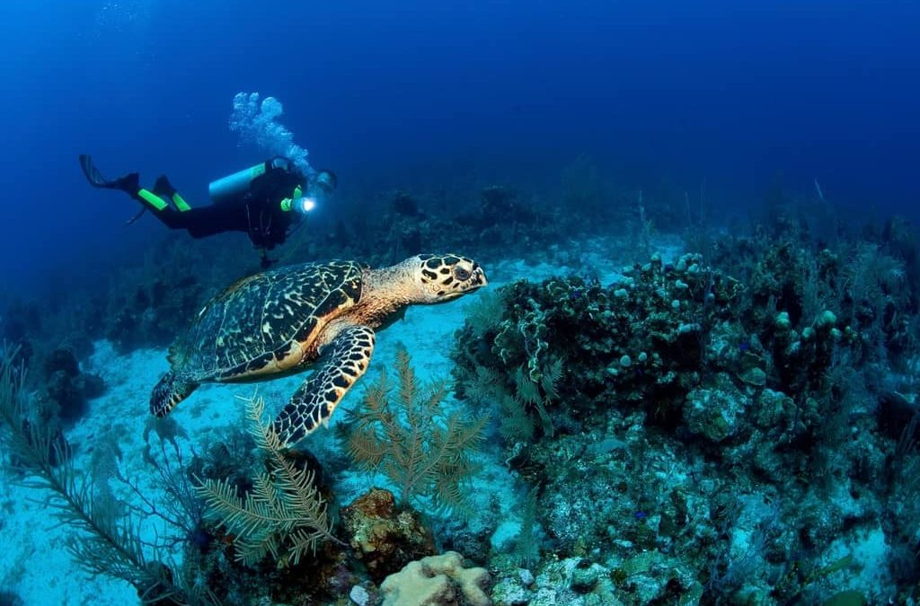 Las tortugas: todo lo que debes saber de esta curiosa criatura