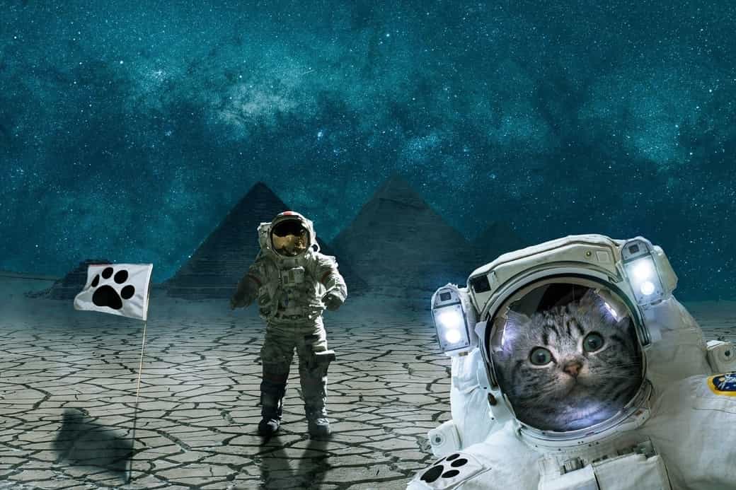 animales en el espacio