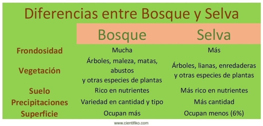 diferencias entre bosque y selva