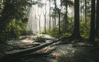 Los bosques del mundo: extensiones eventualmente predominantes