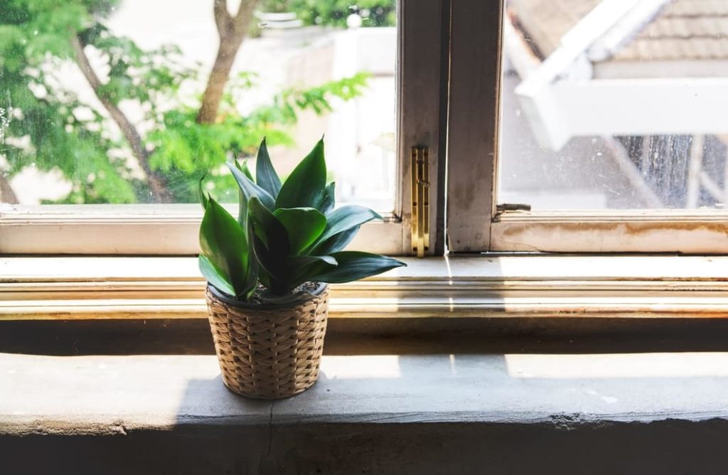 plantas de interior