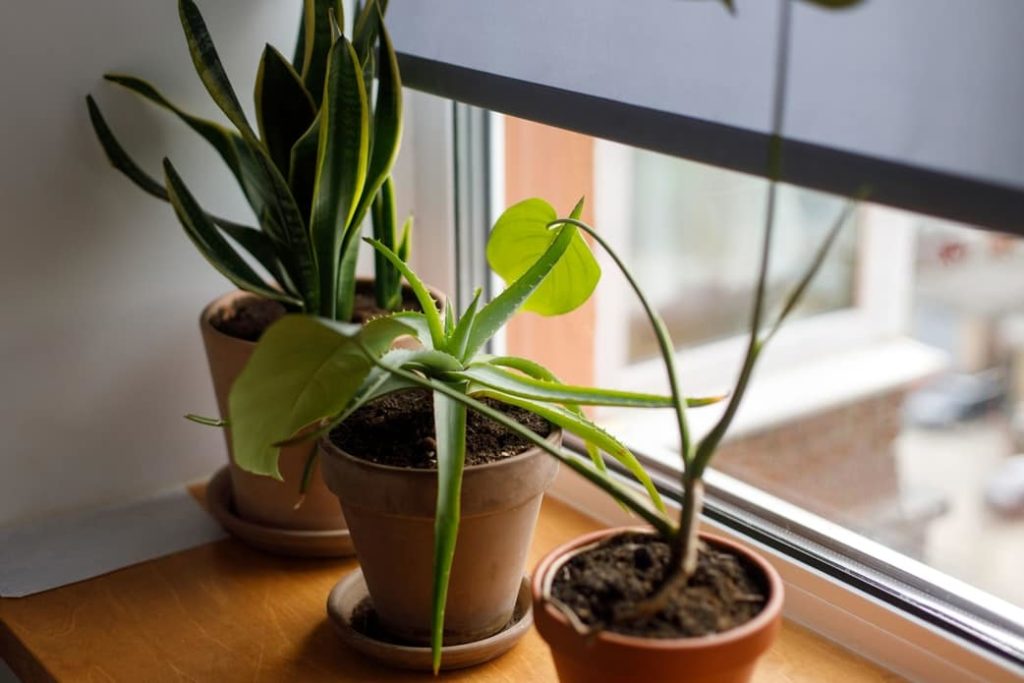 plantas de interior