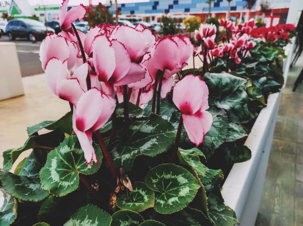 Ciclamen flores que florecen todo el año