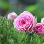 Curiosidades de las flores -Lo que no sabías