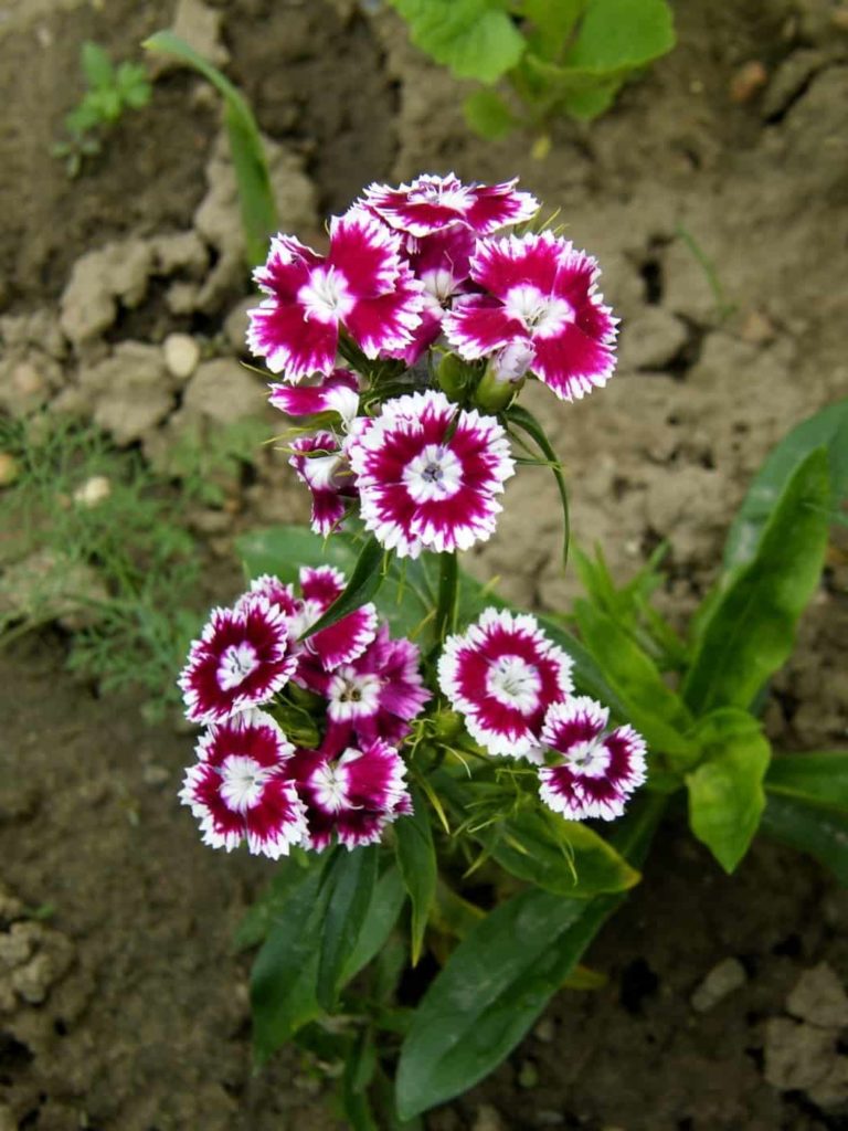 Clavelina Dianthus barbatus