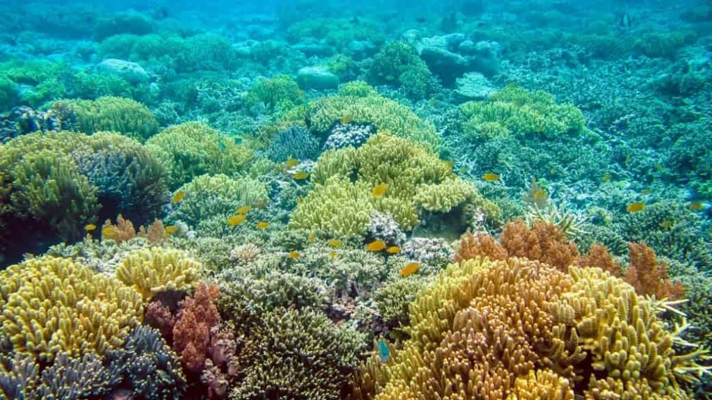 Fotosíntesis en los corales marinos