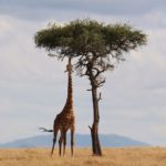 La jirafa, el animal terrestre más alto del mundo