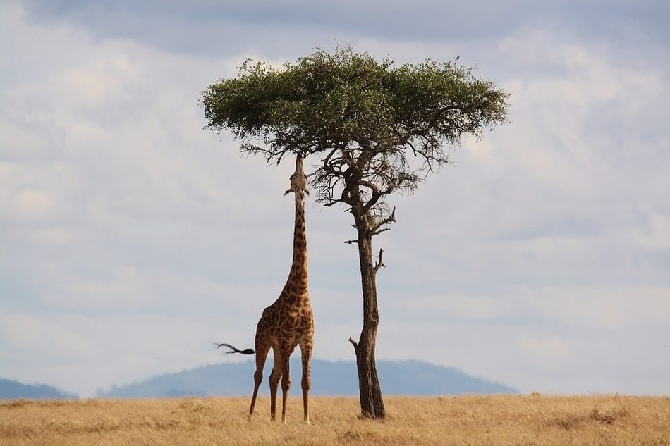 La jirafa, el animal terrestre más alto del mundo