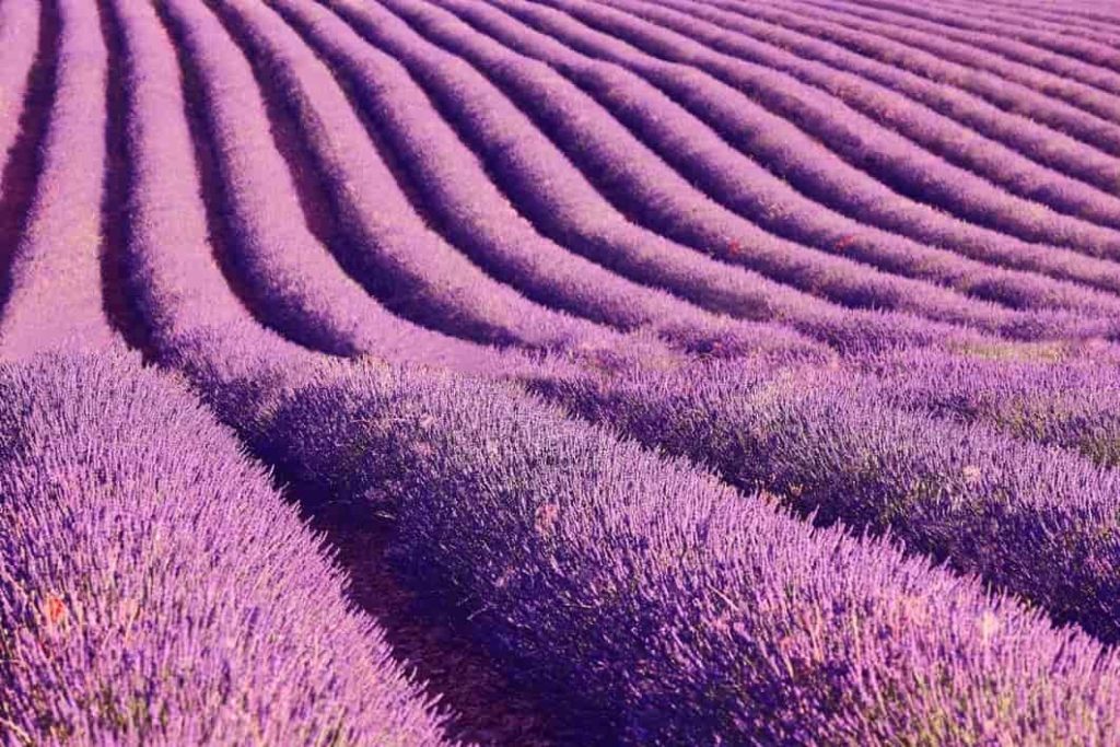 Lavanda flores que florecen todo el año