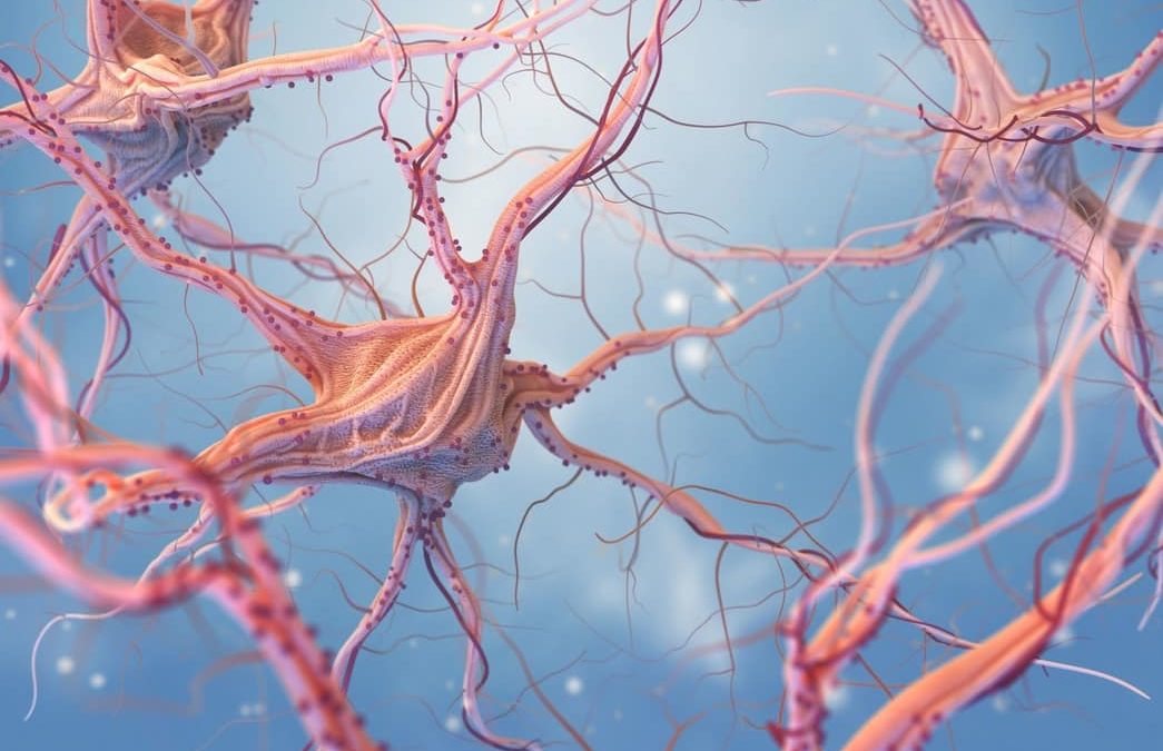 Conoce los neurotransmisores y su gran actividad
