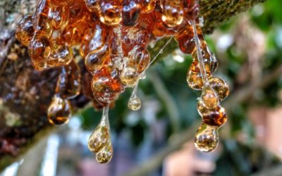 De la goma de masticar a la preservación del ADN: Plantas que Producen Resina