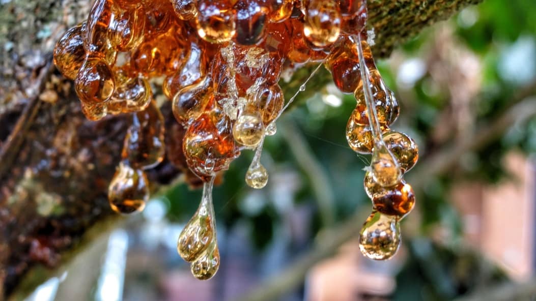 De la goma de masticar a la preservación del ADN: Plantas que Producen Resina