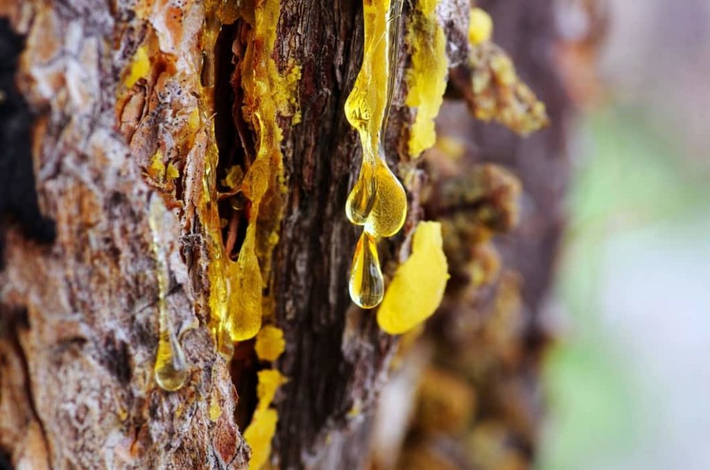 De la goma de masticar a la preservación del ADN: Plantas que Producen  Resina