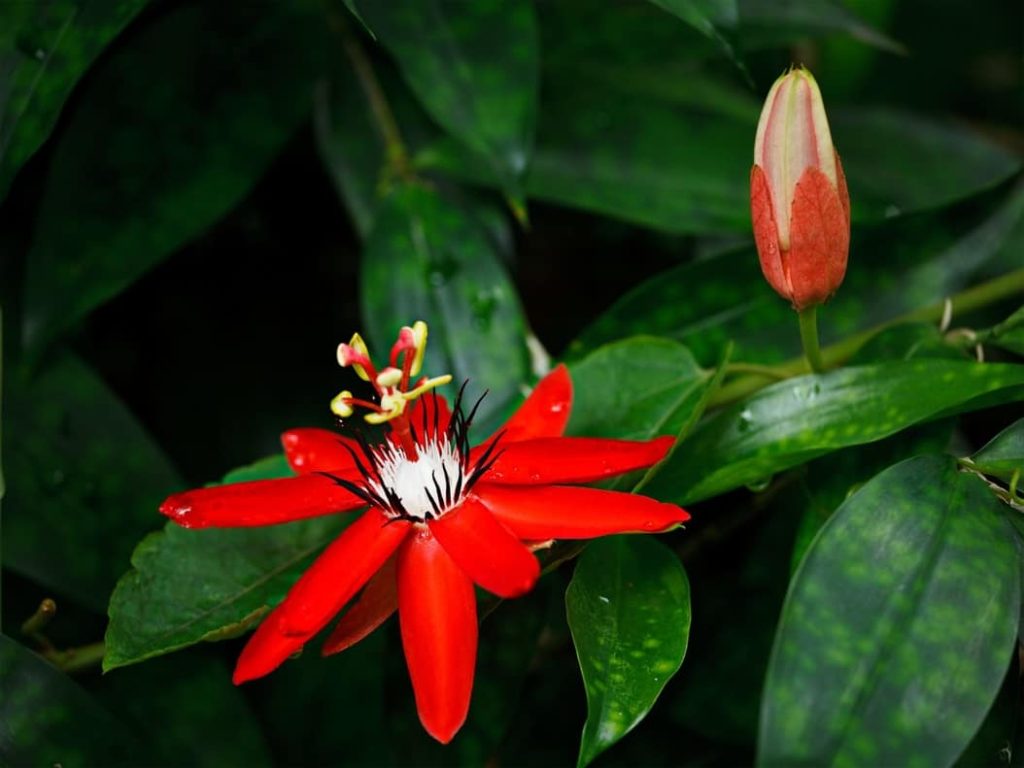 Pyracanta Coccinea flores que florecen todo el año