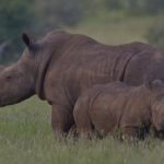 Los rinocerontes, gigantes a punto de desaparecer