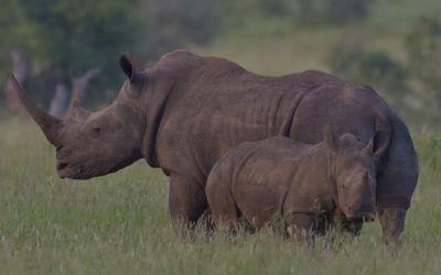 Los rinocerontes, gigantes a punto de desaparecer