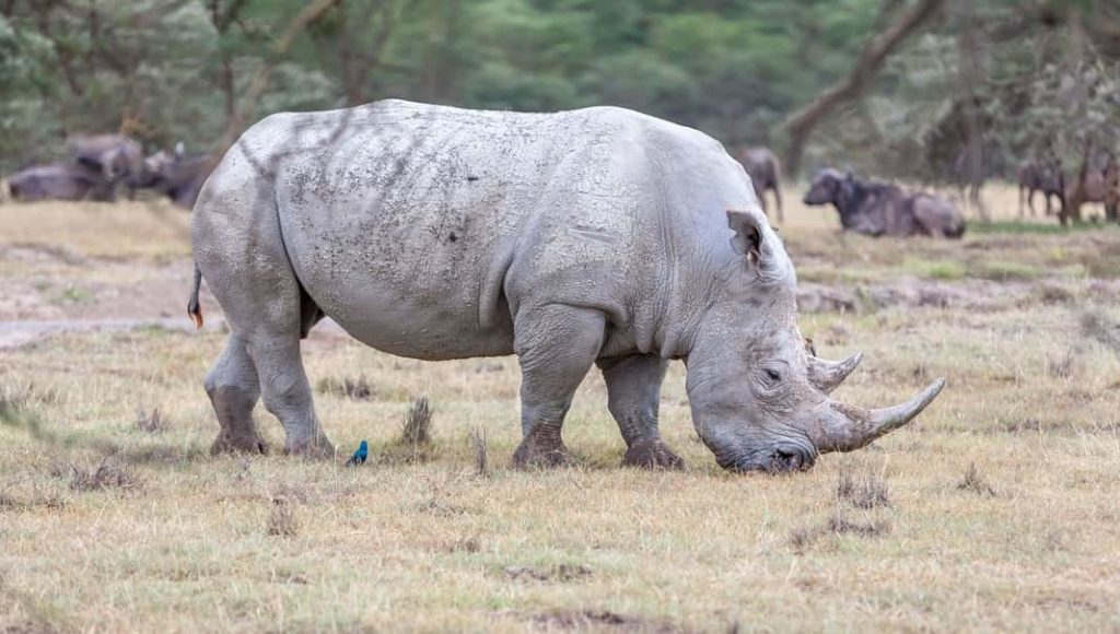 Los rinocerontes, gigantes a punto de desaparecer 2 Rinocerontes