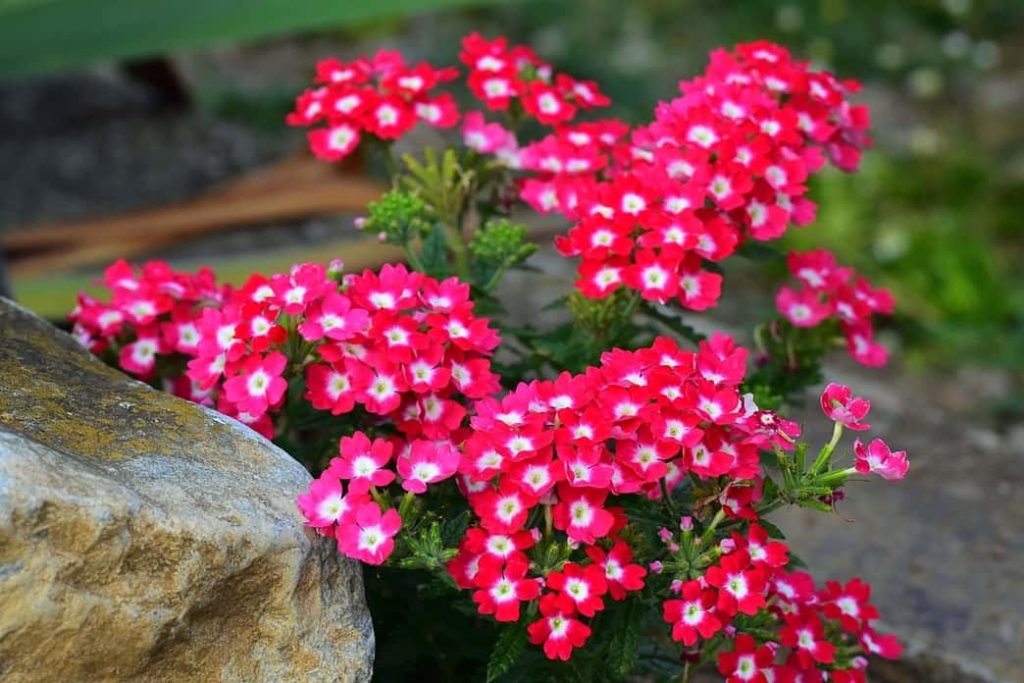 Verbena flores que florecen todo el año