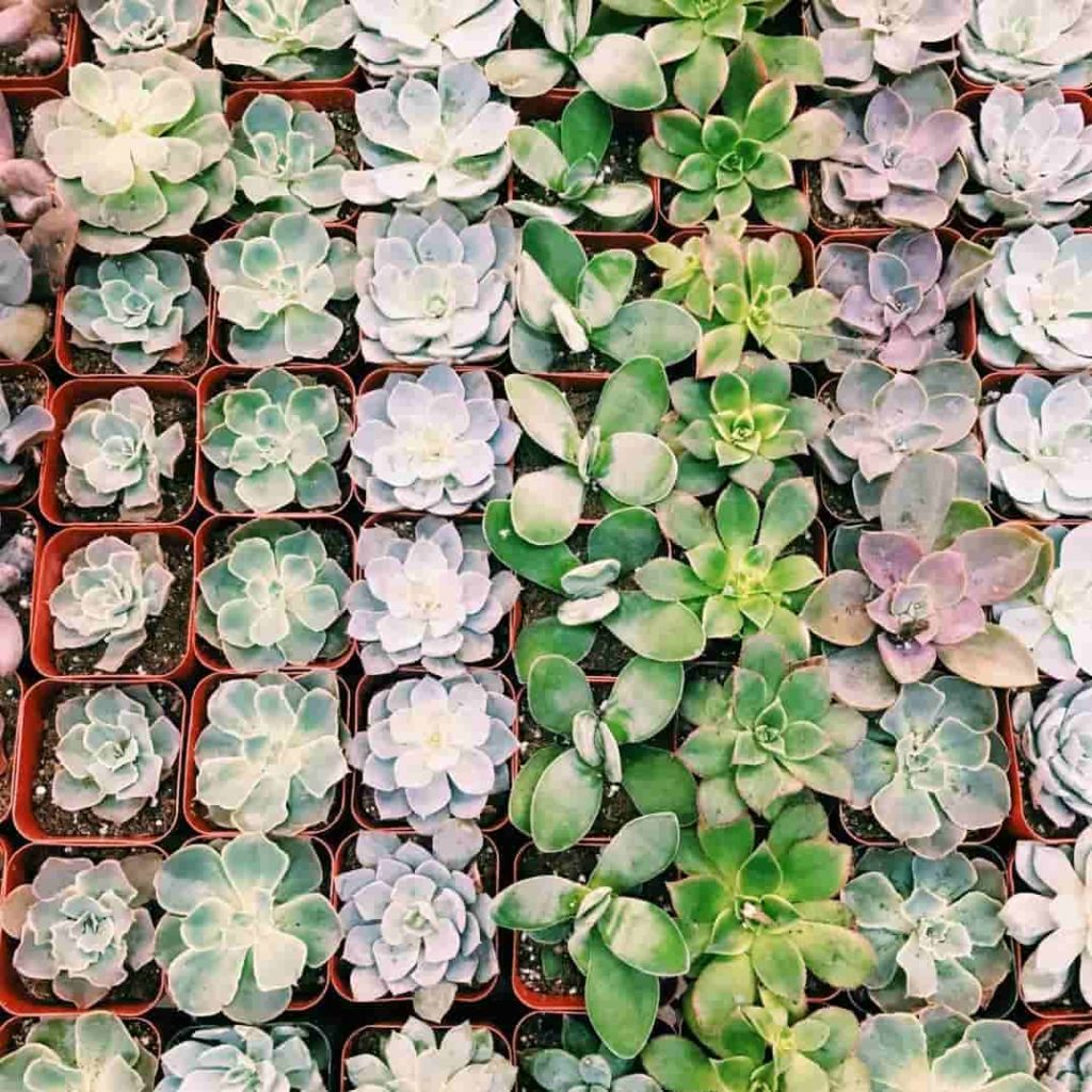 curiosidades de las plantas