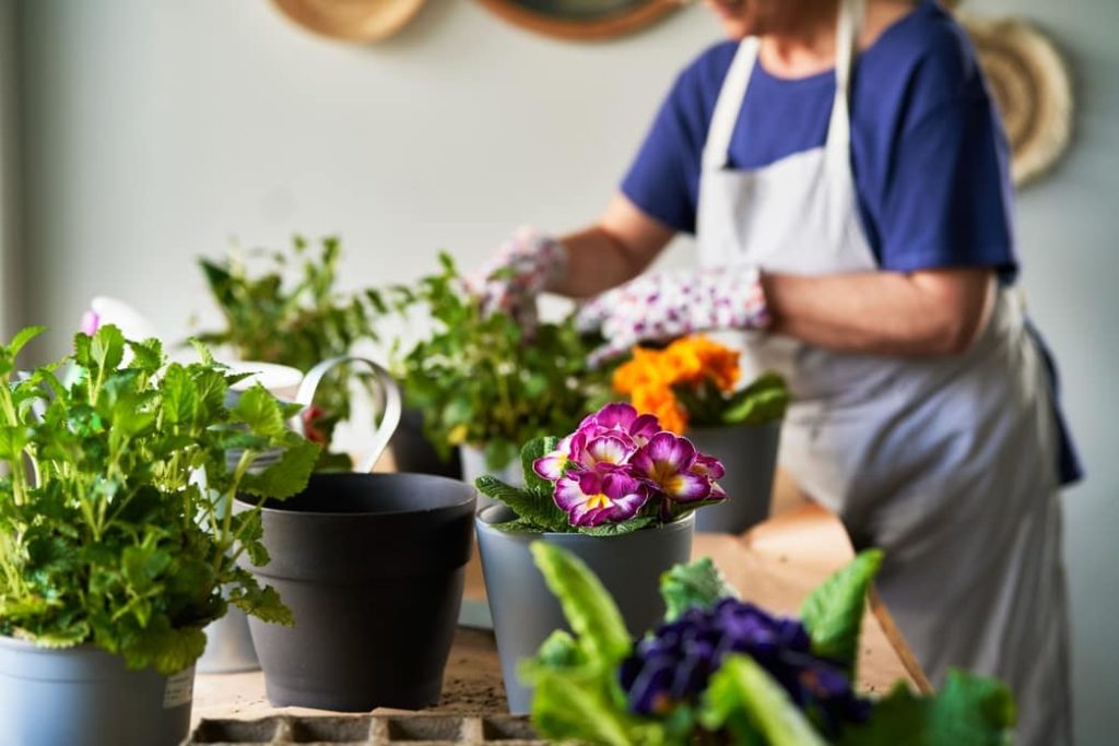 curiosidades de las plantas