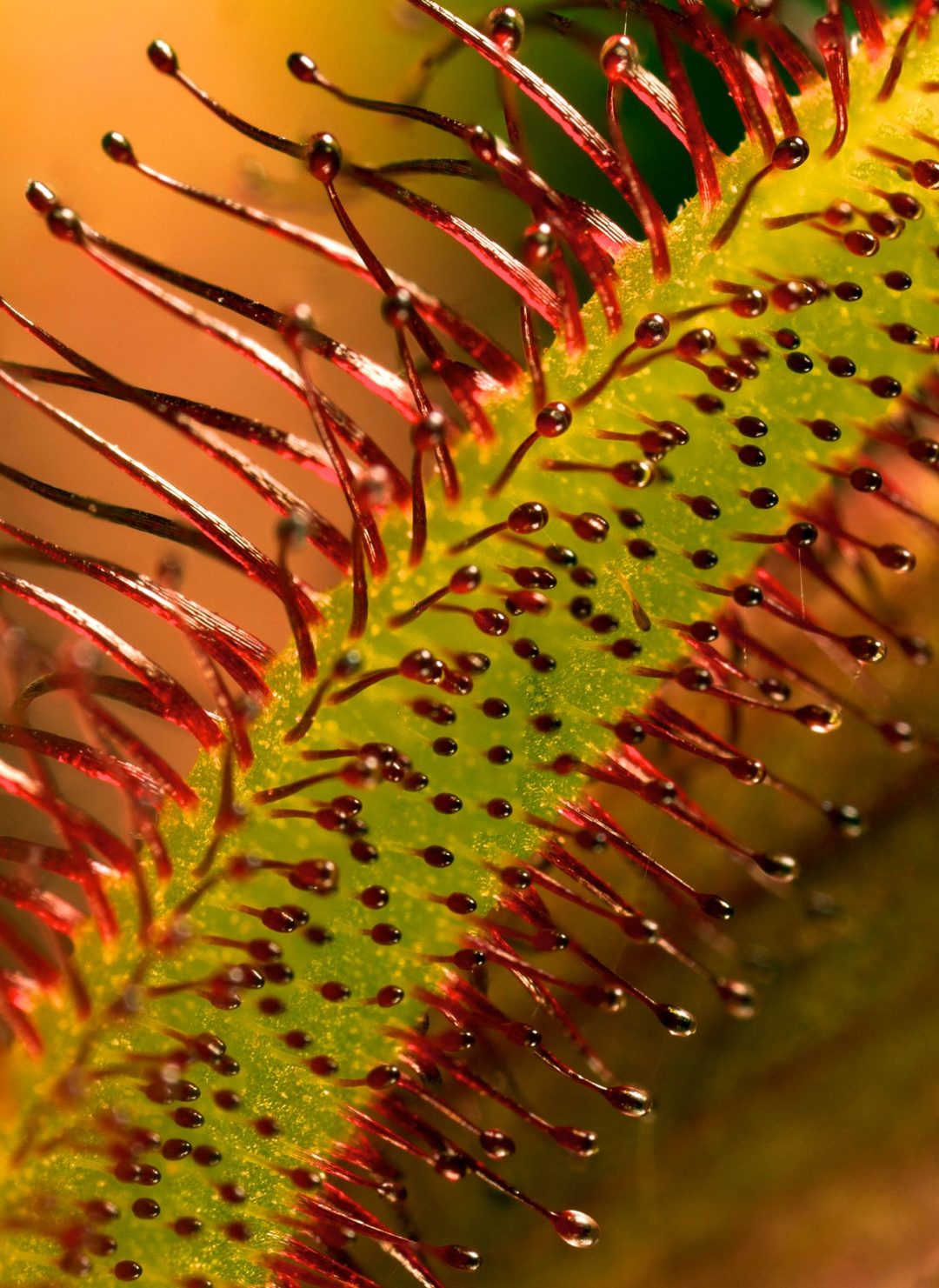 26 curiosidades de las plantas más extrañas