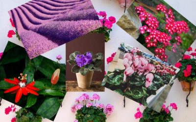 Conozca las flores que florecen todo el año