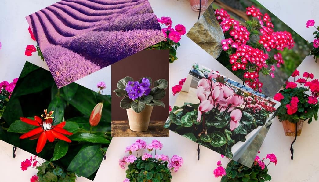 Conozca las flores que florecen todo el año