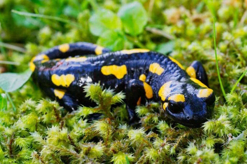 salamandra fotosíntesis por los animales 1