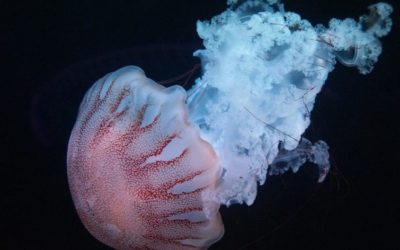 Las medusas: Especies acuáticas fascinantes