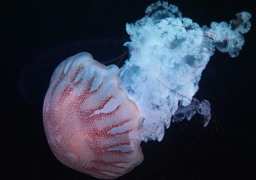 Las medusas: Especies acuáticas fascinantes