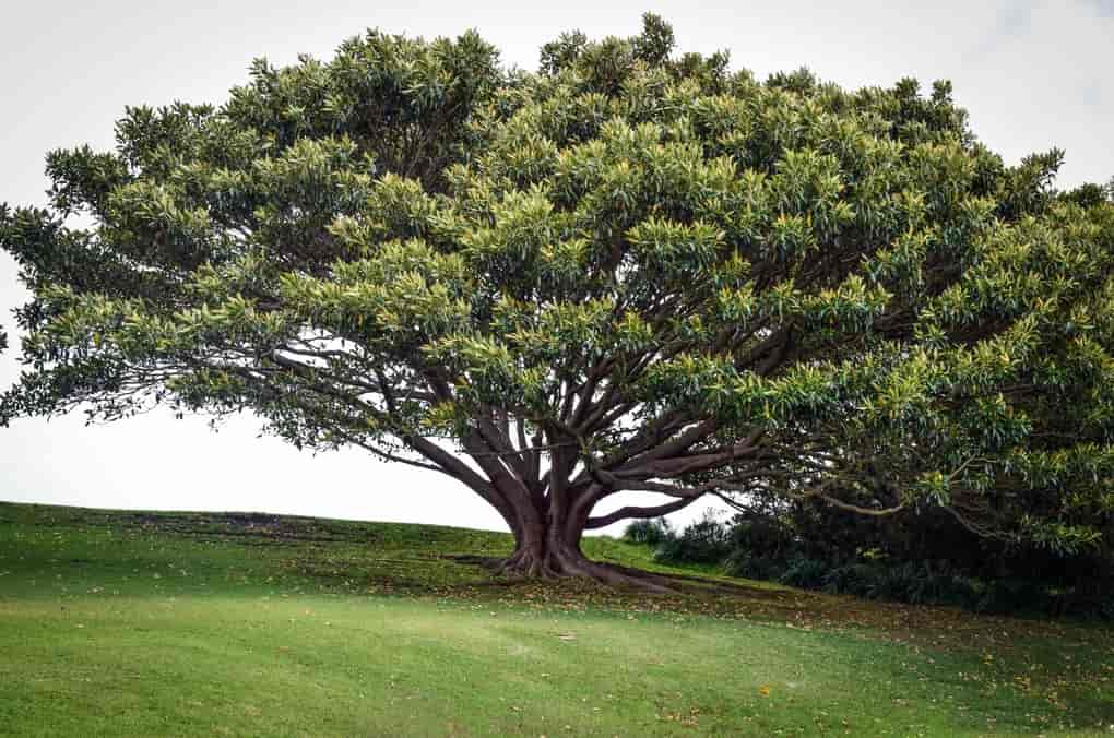 Fotosíntesis en los arboles