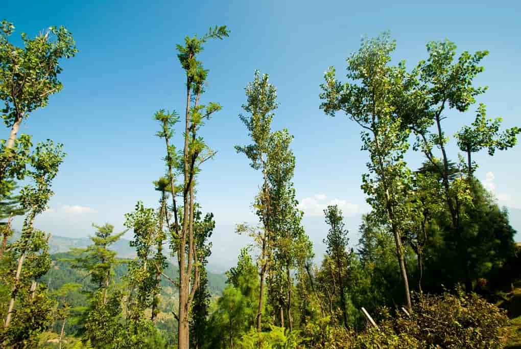 Fotosíntesis en los arboles