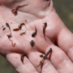Lo que nos dicen los insectos acuáticos sobre la calidad del agua