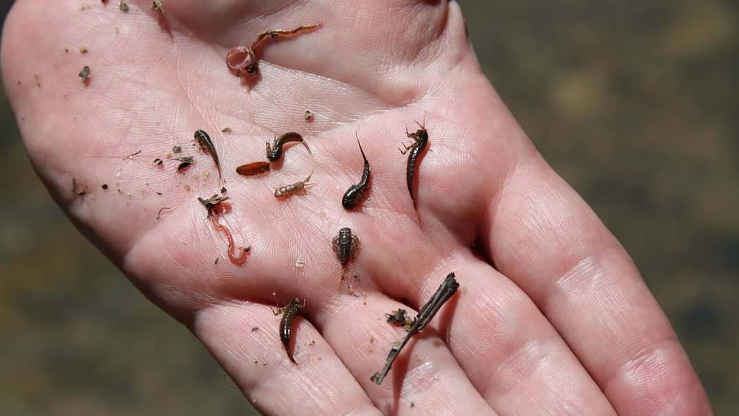 Lo que nos dicen los insectos acuáticos sobre la calidad del agua