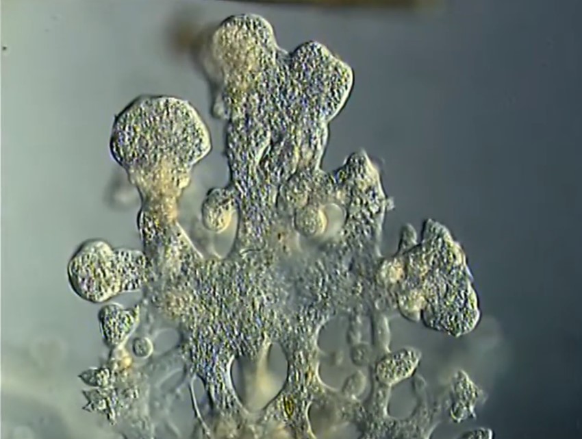 Organismos unicelulares ameba gigante