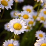 Las flores: signos del éxito de la evolución