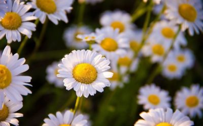 Las flores: signos del éxito de la evolución