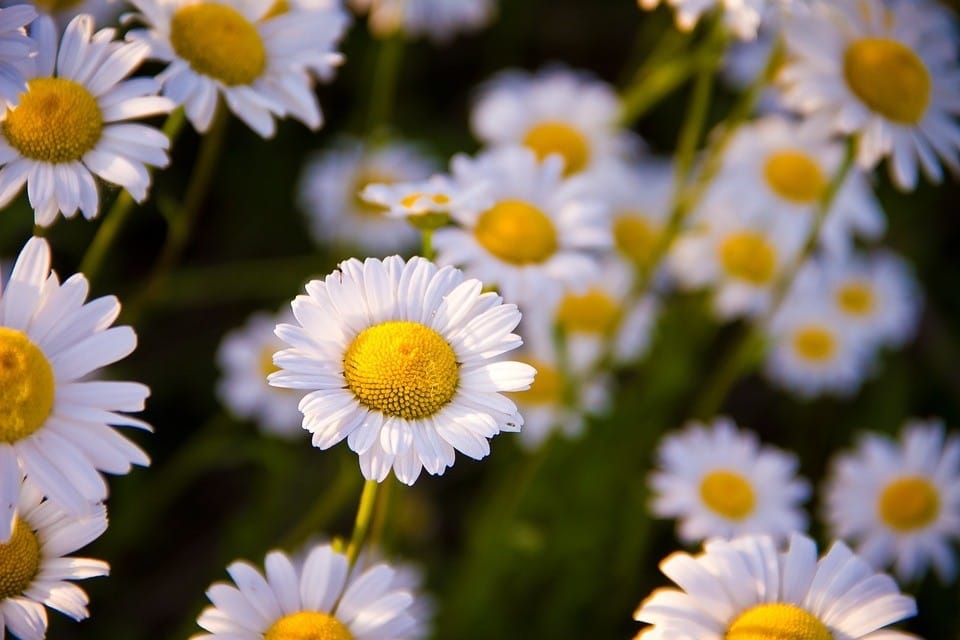 Las flores: signos del éxito de la evolución