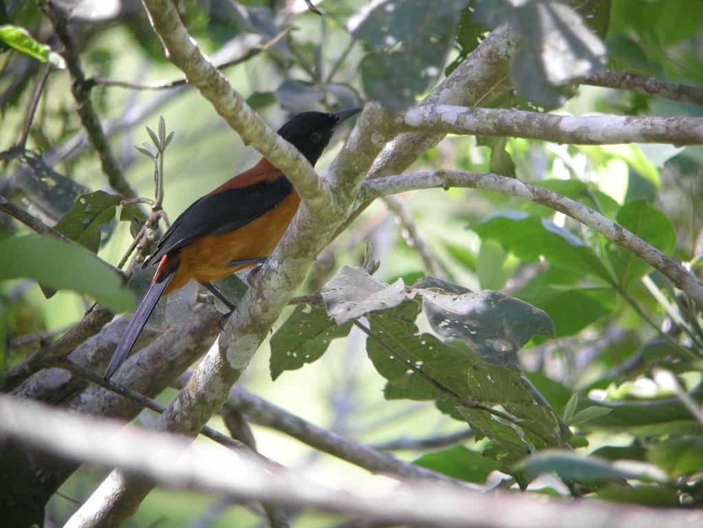 Pitohui encapuchado