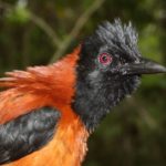 Pitohui encapuchado: el único pájaro tóxico