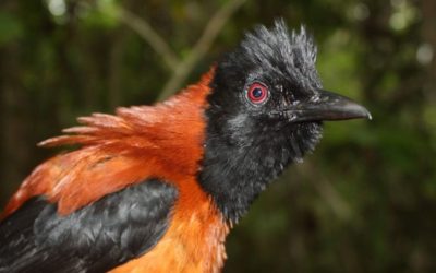 Pitohui encapuchado: el único pájaro tóxico